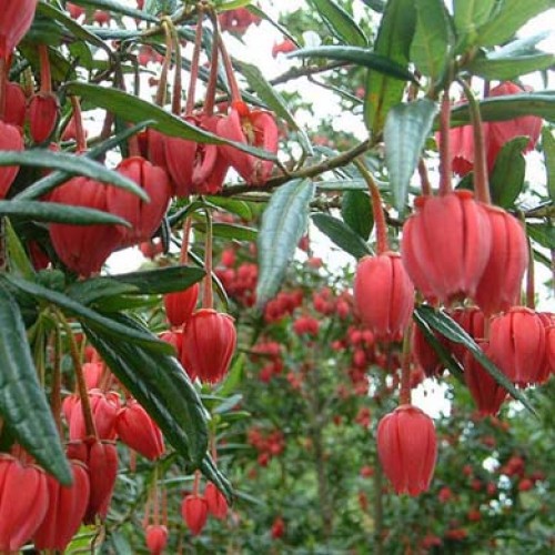 Crinodendron hookerianum Chili Lantern Tree | ScotPlants Direct